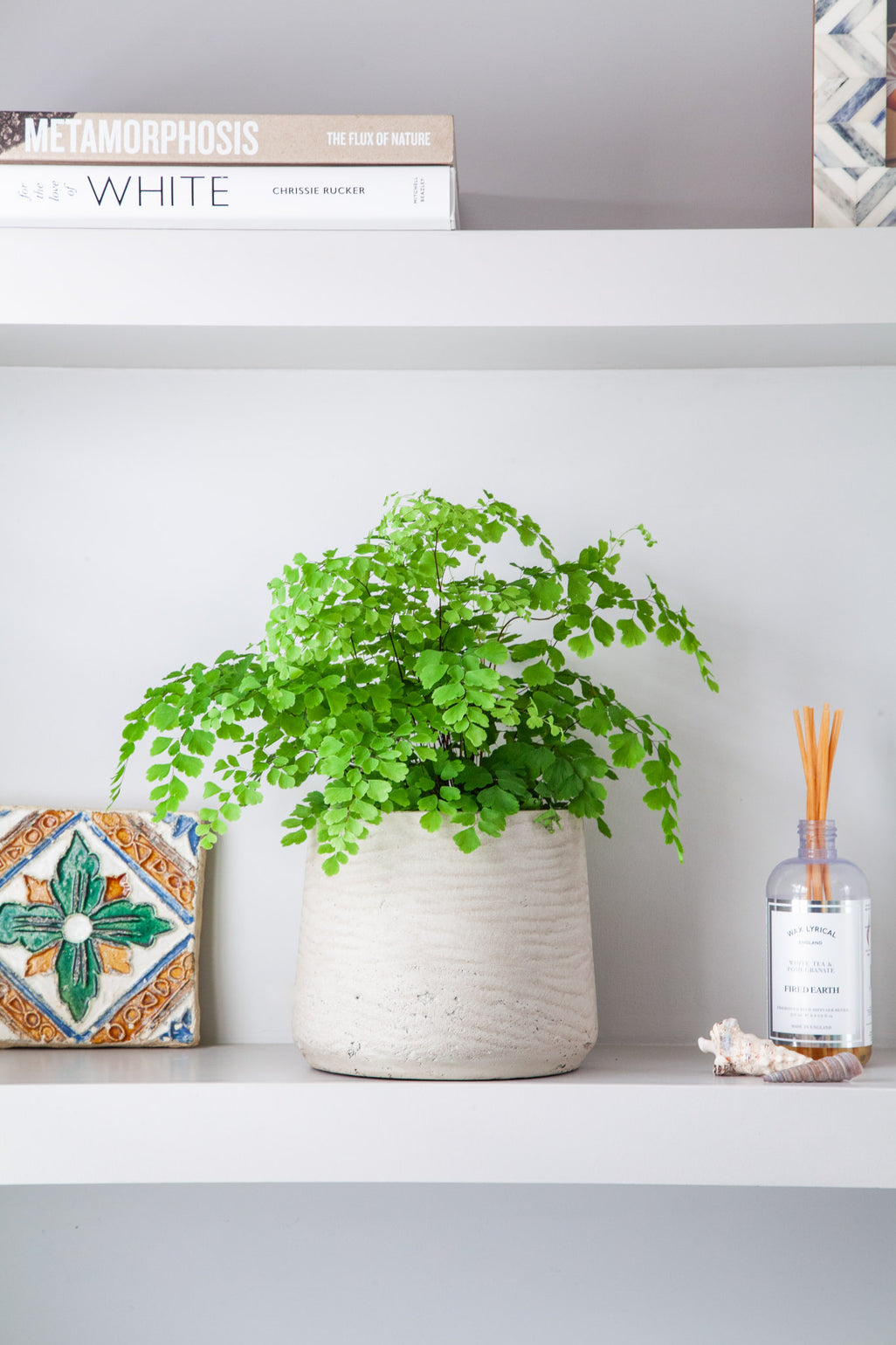 files/IndoorPlants_2-JamieShots20.11.2023-038_147f0ccd-2fe0-4b8d-b78e-cea216cc2052.jpg
